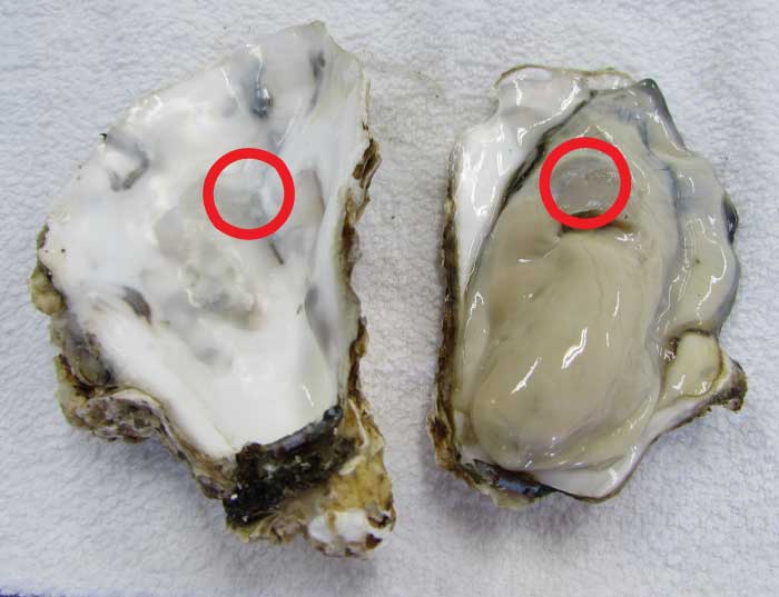 殻付き牡蠣の剥き方